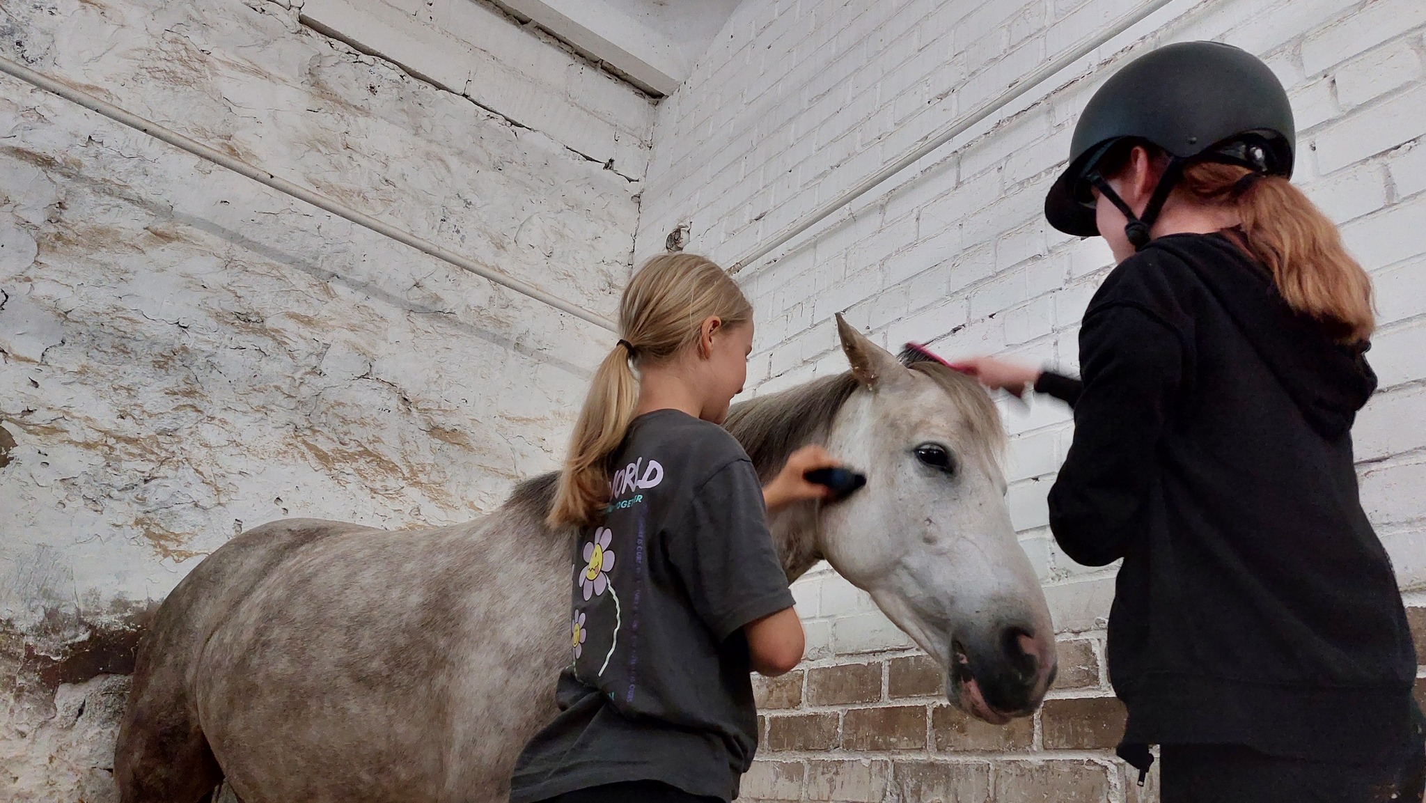 474678390_1186537336221432_3459954940817859245_n hobuse.puhastamine