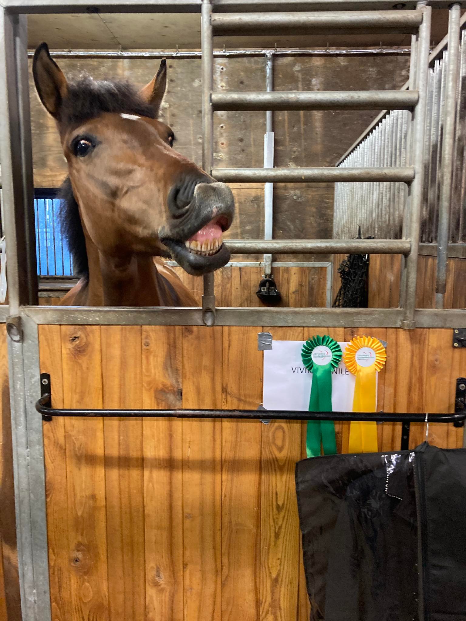 474696656_1185871859621313_53289150399046616_n naeratav_hobune