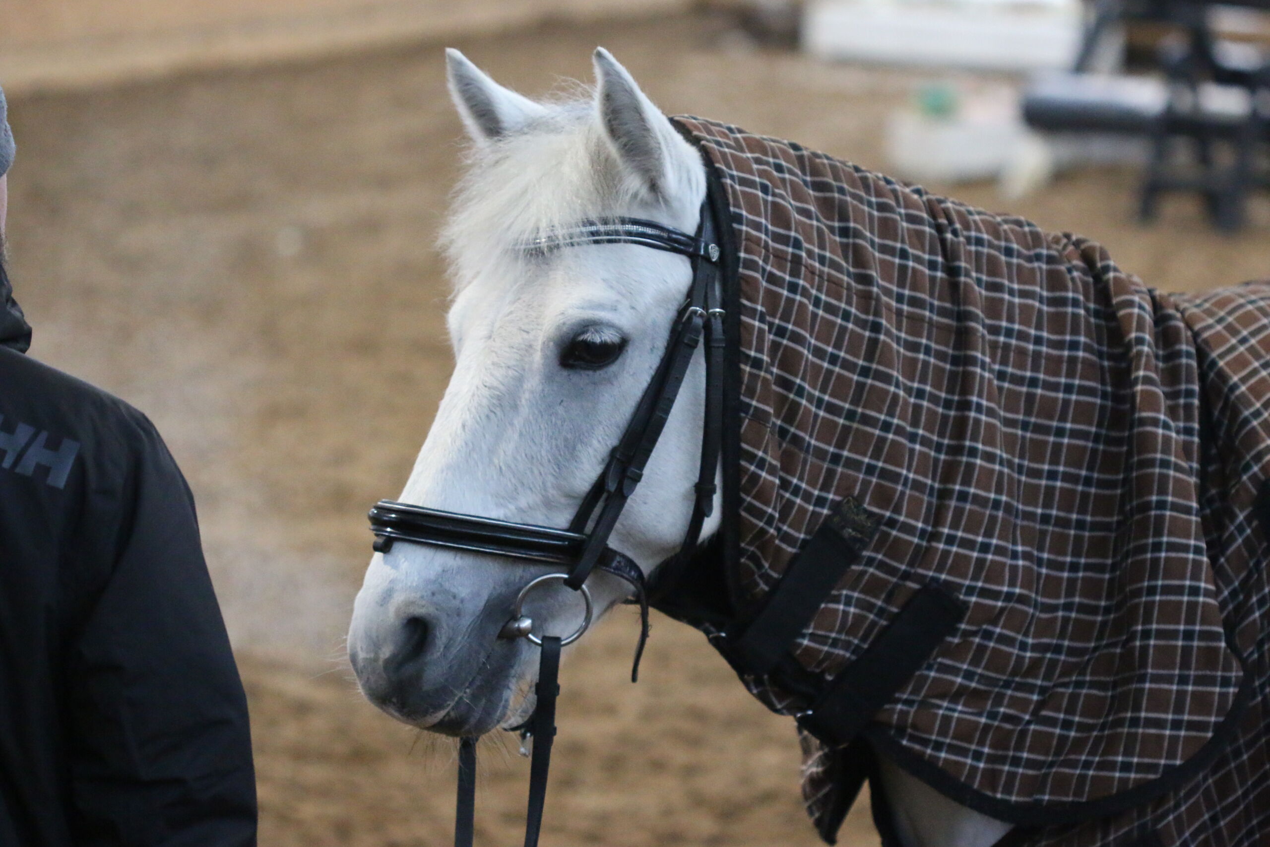 IMG_9563 poni_profiil